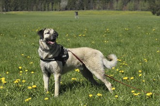 Kangal, Anatolian guard dog in dandelion (Taraxacum) Allgäu, Bavaria, Germany, Europe