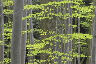 New leaves on European beech (Fagus sylvatica), common beech trees in deciduous forest in spring