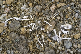 Rabbit bones and skeleton remains on debris at the Keen of Hamar nature reserve, Unst, Shetland