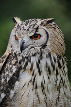 Bengal Eagle Owl (Bubo bengalensis) (Bubo bubo bengalensis), captive, occurring in Asia