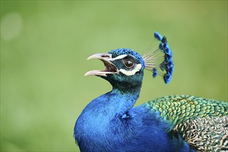 Indian peafowl (Pavo cristatus) portrait, Spain, Europe