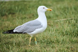 Yellow-legged gull (Larus michahellis), standing on a meadow, wildlife, France, Europe