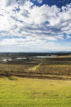 Overlook over the vine region of Hunter valley, New South Wales, Australia, Oceania