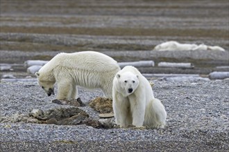 Two young scavenging polar bears (Ursus maritimus) feeding on carcass of dead stranded whale along