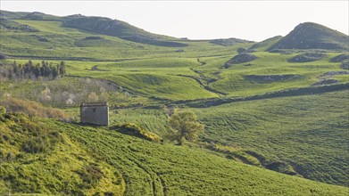 Green hilly landscape, flowering trees, fields, stone hut, Madonie National Park, spring, Sicily,