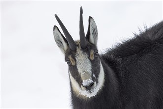 Chamois (Rupicapra rupicapra) close-up portrait of male in winter in the European Alps