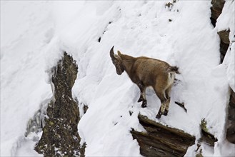 Alpine ibex (Capra ibex) female foraging in the snow in winter