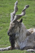 Markhor (Capra falconeri), a wild goat native to Pakistan and Afghanistan