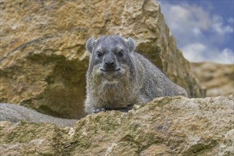 Rock hyrax, dassie, Cape hyrax, rock rabbit (Procavia capensis) resting on rock ledge, native to