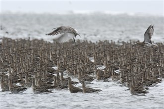 Eurasian curlew (Numenius arquata), resting troop on the mudflats during autumn migration off the