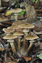 Honey fungus (Armillaria mellea) (Armillariella mellea) toadstools