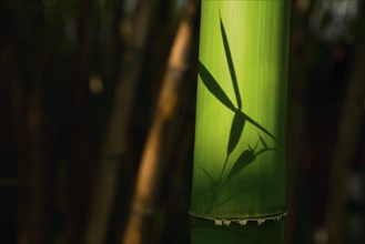 Bamboo close up in bamboo grove. Chengdu, China, Asia