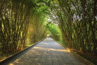 Path in bamboo forest brove in Wangjiang Pavilion (Wangjiang Tower) Wangjianglou Park. Chengdu,