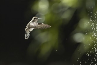 Hummingbird in flight