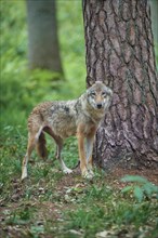 European gray wolf (Canis lupus), in the forest, summer, Germany, Europe