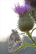 Marbled white (Melanargia galathea) in cold torpor on a thistle, Middle Elbe Biosphere Reserve,