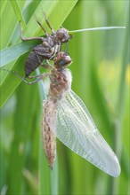 Two-spot (Epitheca bimaculata), imago with exuvium on a reed stalk, after hatching, finished