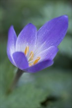 Autumn crocus (Colchicum speciosum), Emsland, Lower Saxony, Germany, Europe