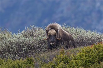 Muskox or Musk Ox (Ovibos moschatus), ?Dovrefjell-Sunndalsfjella-Nationalpark, Norway, Europe