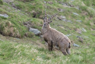 Alpine Ibex (Capra ibex), buck, High Tauern National Park, Austria, Europe