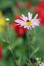 Arctic daisy (Chrysanthemum arcticum)