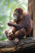 Young bornean orangutan (Pongo pygmaeus)