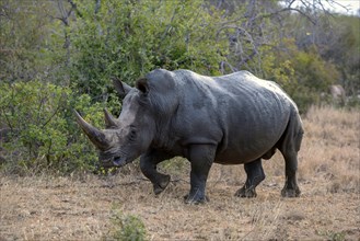 Southern white rhinoceros (Ceratotherium simum simum), Balule Game Reserve, near Phalaborwa,