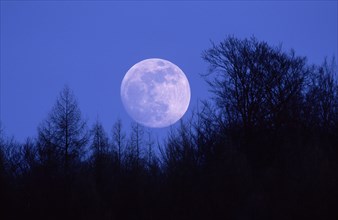 Full Moon over forest, Lower Saxony, Germany, Europe