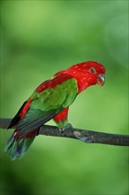 Chattering Lory (Lorius garrulus), Scarlet Lory