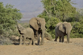 Desert elephants or African elephants (Loxodonta africana), in the dry riverbed of the Huab,