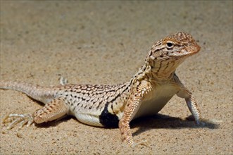 Sonoran fringe-toothed lizard, Yuman desert fringe-toothed lizard (Uma rufopunctata), native to