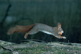 Red Squirrel (Sciurus vulgaris) with hazel nut, Germany, freistellbar, Europe