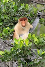 Proboscis Monkey (Nasalis larvatus), male, Labuk Bay, Sabah, Borneo, Malaysia, Asia