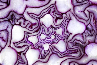 Red cabbage (Brassica oleracea var. rubra) , red cabbage, red cabbage