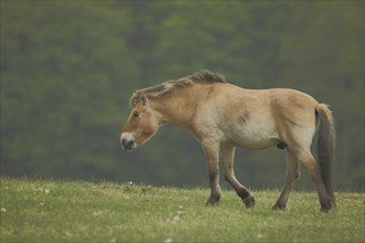 Przewalski's horse (Equus ferus przewalskii), captive