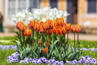 Pillnitz Palace Park in spring