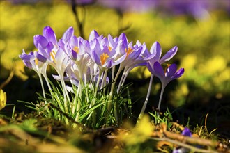 Spring bloomers in the Great Garden