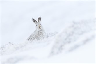 Mountain hare in Winterfell ( Lepus timidus) , Cairngorms National Park, Scotland, Great Britain