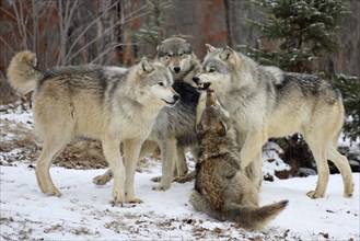 Gray wolves (Canis lupus), social behaviour, threatening, threatening behaviour