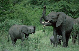 African Elephants (Loxodonta africana), Serengeti national park, Tanzania, Africa