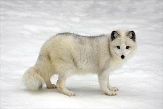 Ice fox, arctic fox (Vulpes lagopus), lateral, detachable