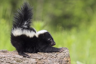 Striped Skunk (Mephitis mephitis), side