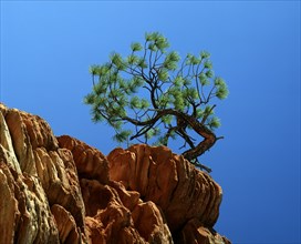 Ponderosa Pine on rock, /, Zion national park, Utah, USA, Ponderosa Pine (Pinus ponderosa) on