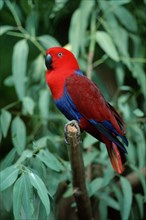 Red-sided Eclectus Parrot (Eclectus roratus polychloros), female, side