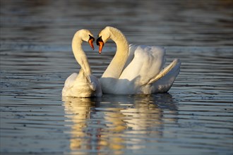 Mute Swans (Cygnus olor), pair, Germany, Europe