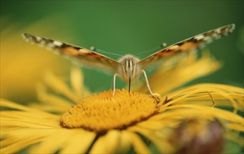 Painted Lady (Cynthia cardui) Lower Saxony, Germany, Europe