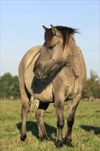 Dülmen wild horse, Merfelder Bruch, Dülmen, North Rhine-Westphalia, Germany, Europe