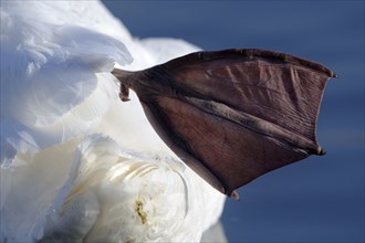 Mute swan (Cygnus olor), Swimming Fin, Germany, Europe