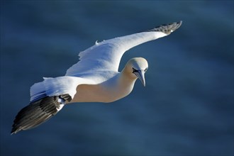 Northern gannet (Morus bassanus) Heligoland, North Sea, Schleswig-Holstein, free-standing, Germany,