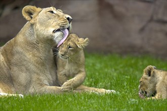 Indian Lions (Panthera leo persica), female and young, Asiatic Lion